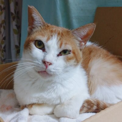 ひかり【大阪ねこ浴場】