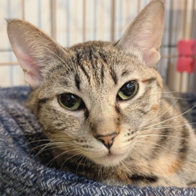 ペコ【大阪ねこ浴場】