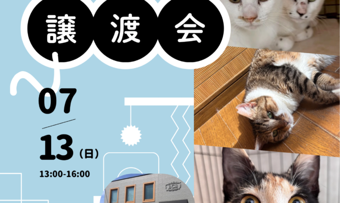 富山・高岡で保護猫と出会う夏🌻7/13(日)譲渡会開催のお知らせ📢