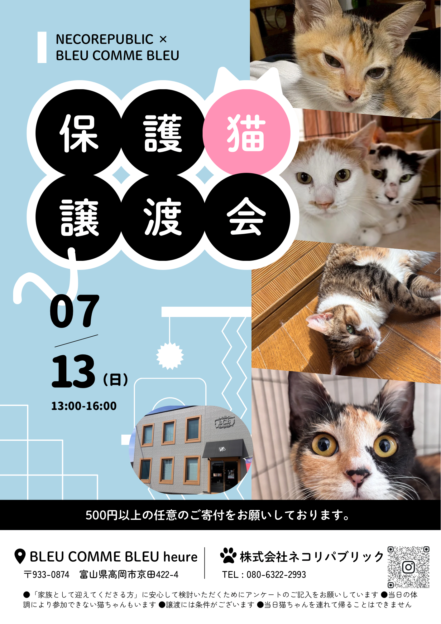 富山・高岡で保護猫と出会う夏🌻7/13(日)譲渡会開催のお知らせ
