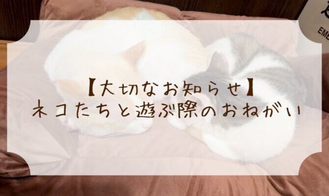 【滋賀店】ネコたちと遊ぶ際のおねがい