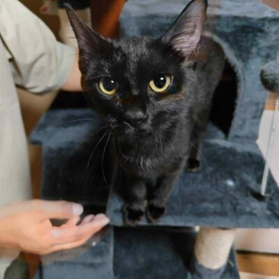 ワカメ【大阪TNTA部】➡べる