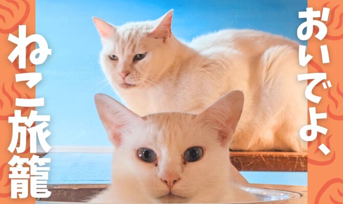 【大阪ねこ浴場】🐈️ねこ旅籠の窓から🪟