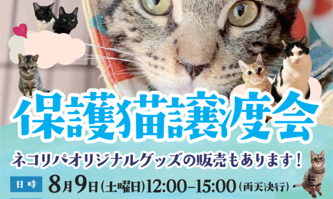 🐾1歳未満のチビにゃん多め！？保護猫譲渡会で家族を探そうー！🐾