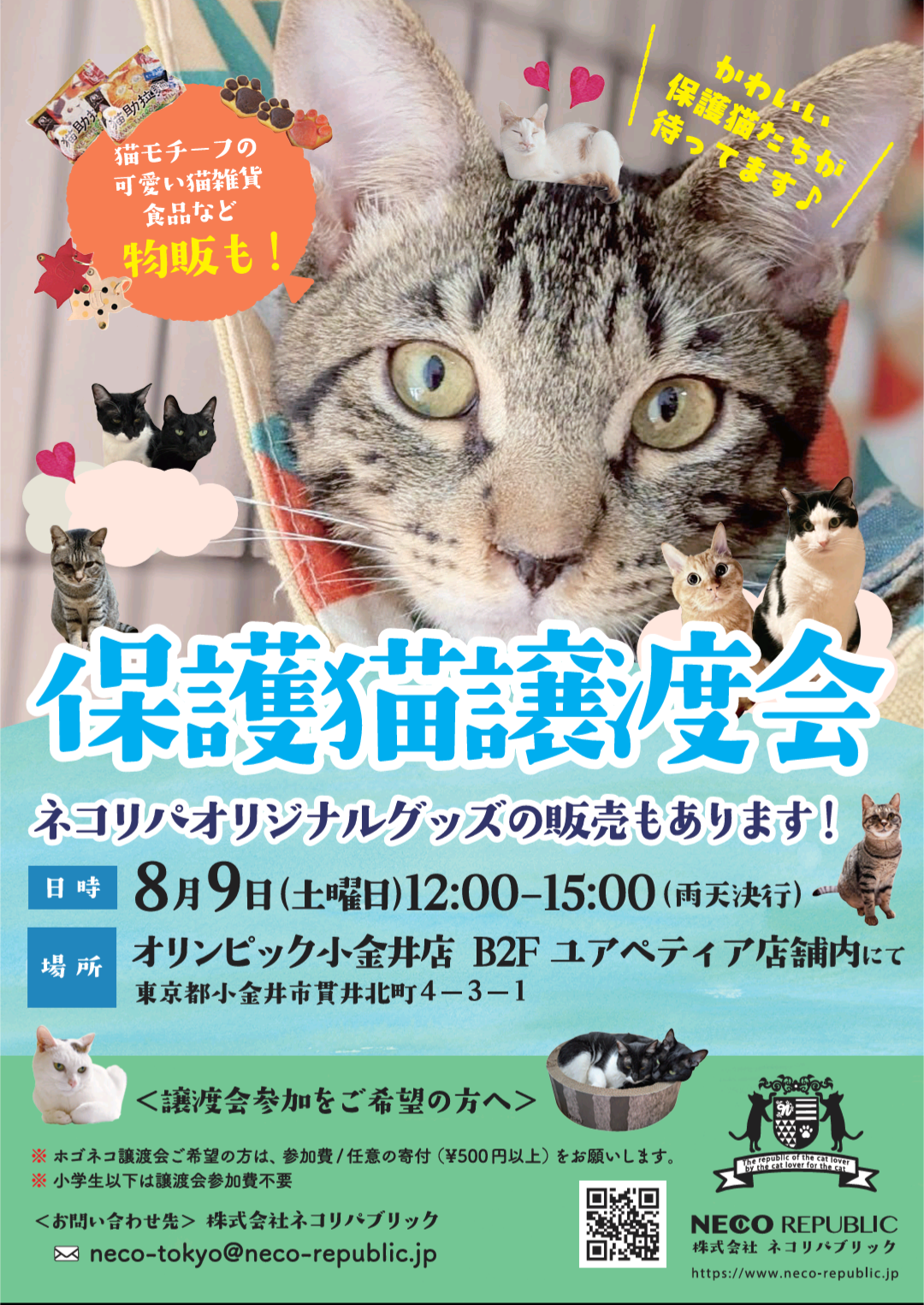 🐾1歳未満のチビにゃん多め！？保護猫譲渡会で家族を探そうー