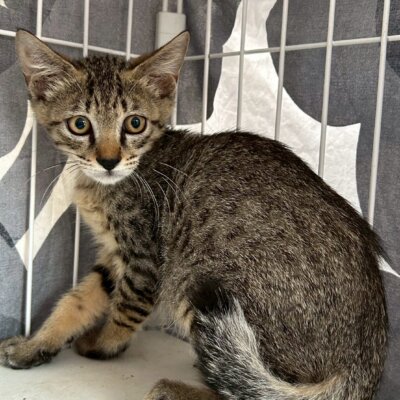 タジフ【大阪ねこ浴場】