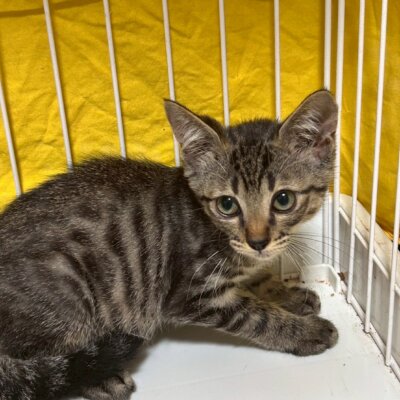 ランカイ【大阪ねこ浴場】