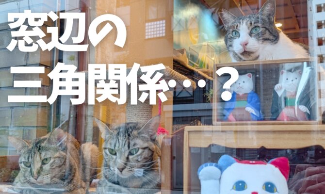 【大阪ねこ浴場】窓辺の三角関係…🤔❓️