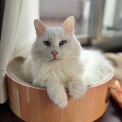 はっちゃん【大阪TNTA部】➡はる
