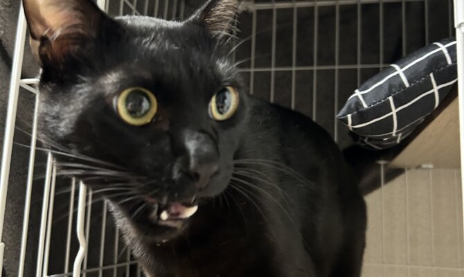 オカルン、トライアルスタートです‼️