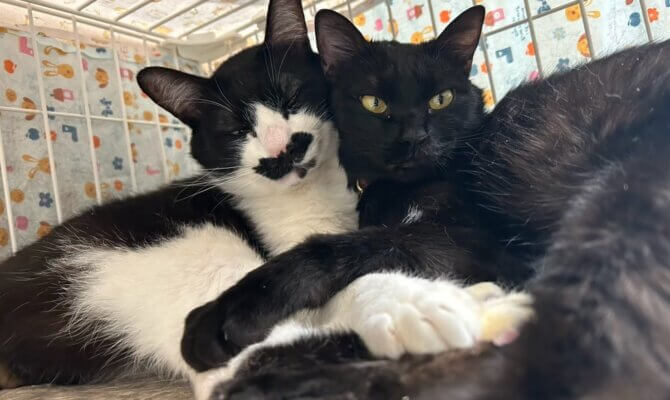 🐾✨仲良し2匹、一緒にトライアルへ✨🐾 