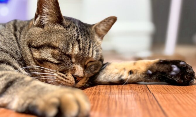 【赤貝ちゃん、トライアルスタートのお知らせ🐾】 