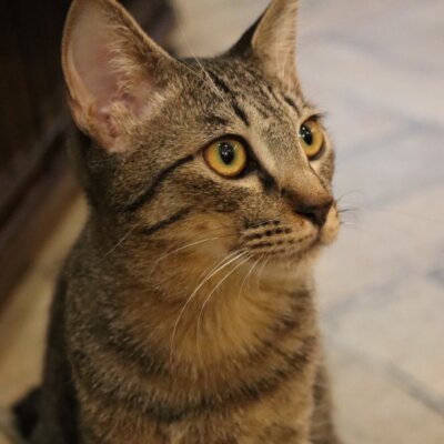 尾到（びとう）【お茶の水】