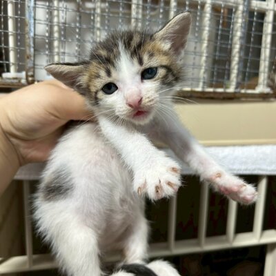 もうき【ちびびの森シェルター】