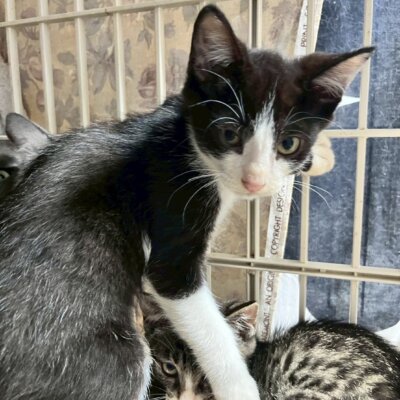 バジオウ【ちびびの森シェルター】