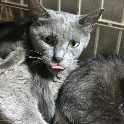 きょうかい【ちびびの森シェルター】