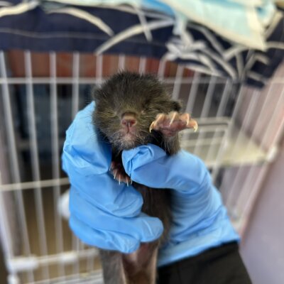 ちょうの【ちびびの森シェルター】