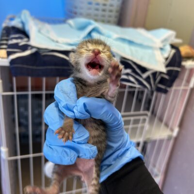 たなはし【ちびびの森シェルター】