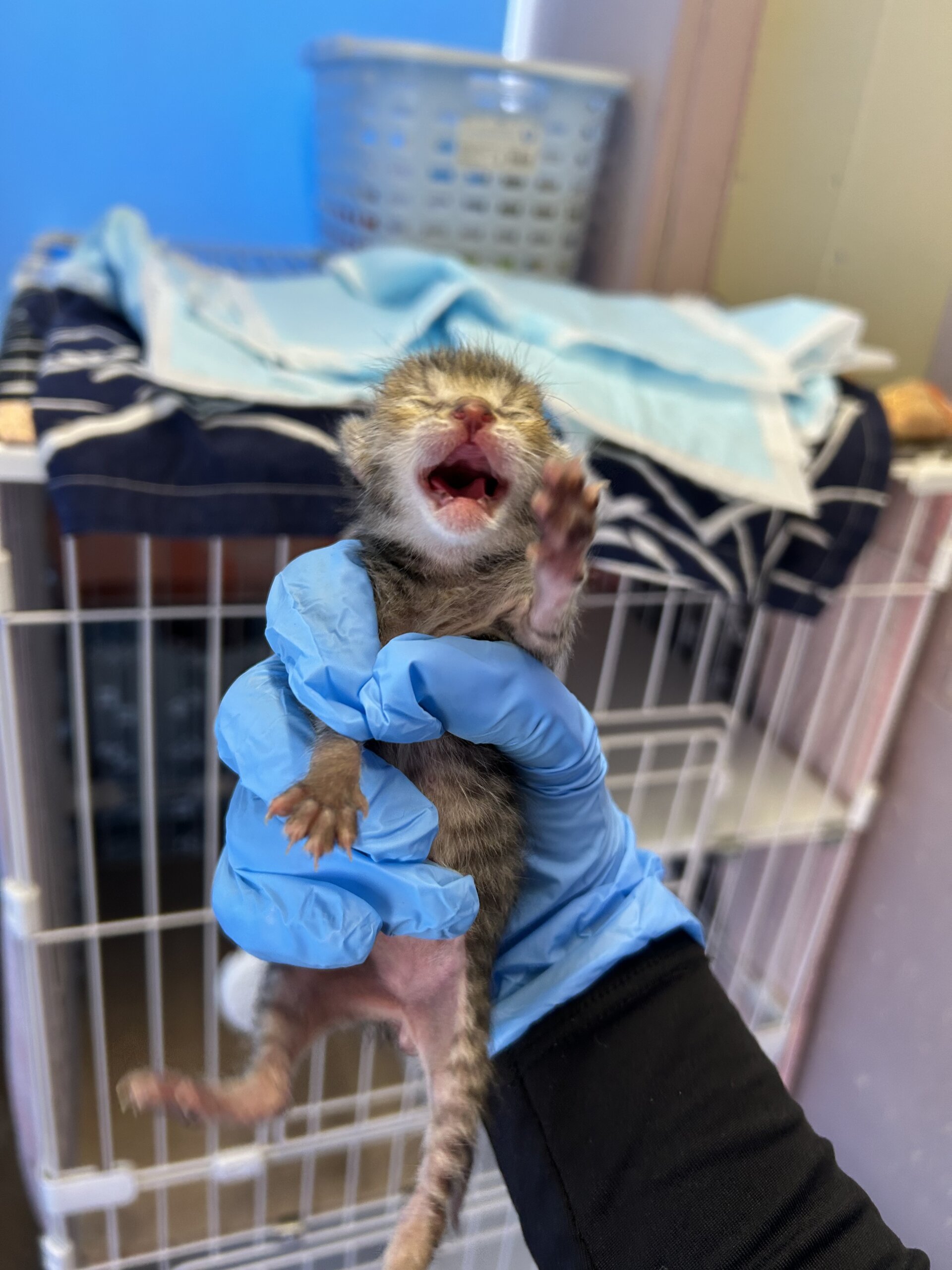 たなはし【ちびびの森シェルター】 | ネコリパブリック｜日本の猫の殺