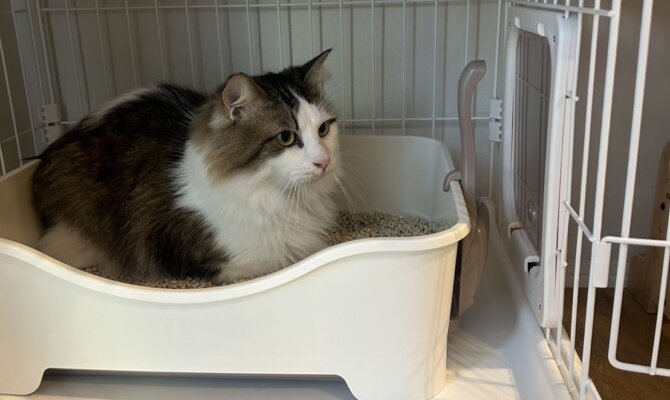 奇跡を起こしたチッチキチー😸幸せな家猫へ