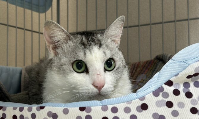 美猫ホイ君！外猫からずっとのお家🏠へ