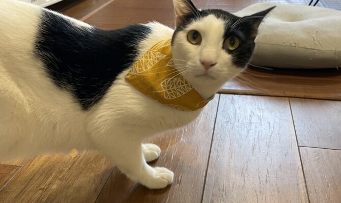 【谷中】〜光秀〜