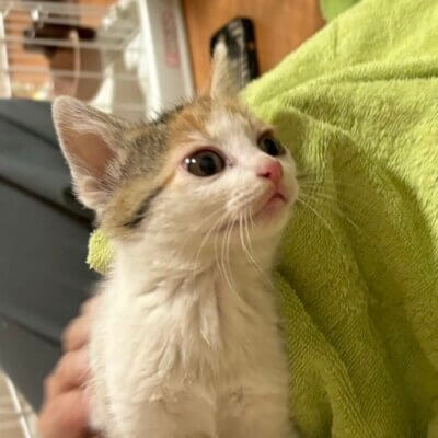 レイア【飛騨】