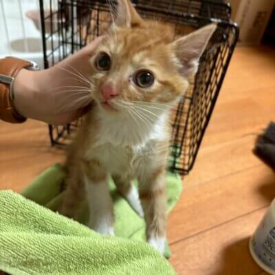 オビワン【飛騨】