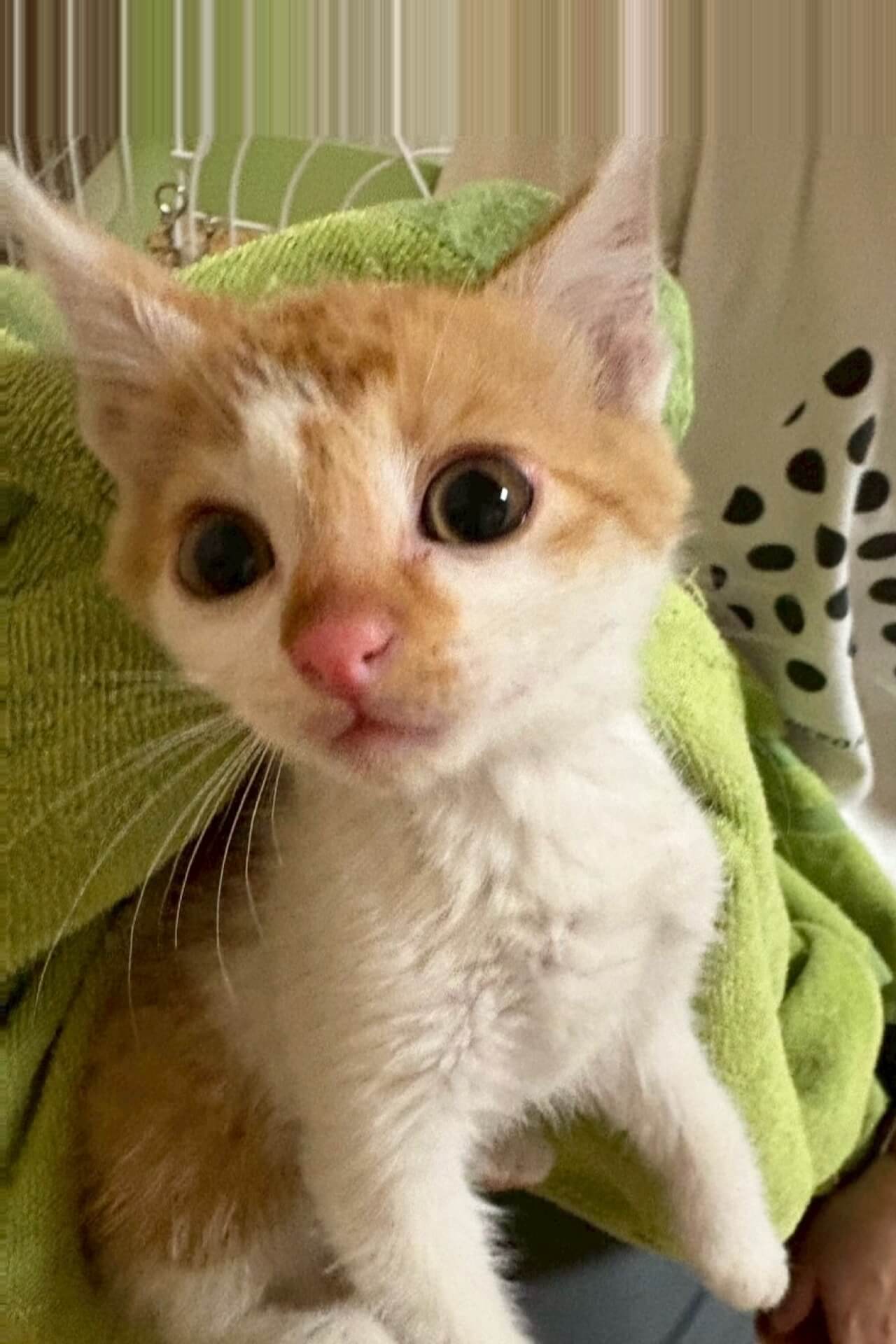 ヨーダ【飛騨】 | ネコリパブリック｜日本の猫の殺処分をゼロに！
