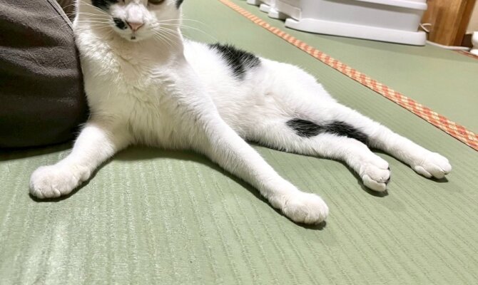 【お茶の店】〜げそ天〜