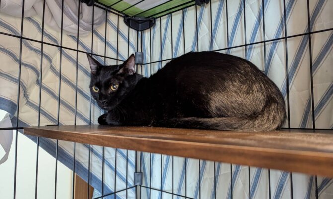 李牧！幸せな家猫へ🐈‍⬛