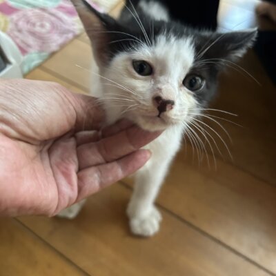 ぎゃお【ちびびの森シェルター】