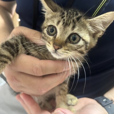 りかお【ちびびの森シェルター】