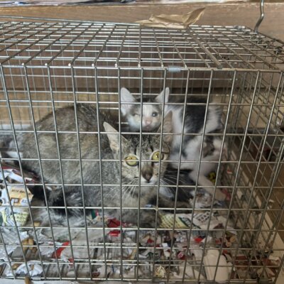 わんこそば【ちびびの森シェルター】