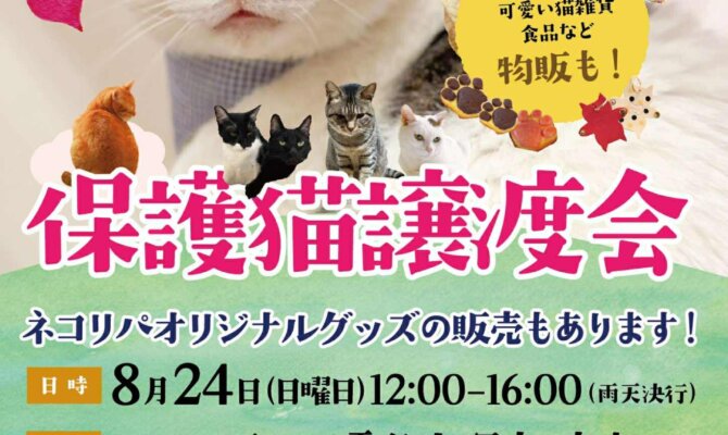 ☕猫カフェでは出会えない！東京シェルターの保護猫が参加🐾