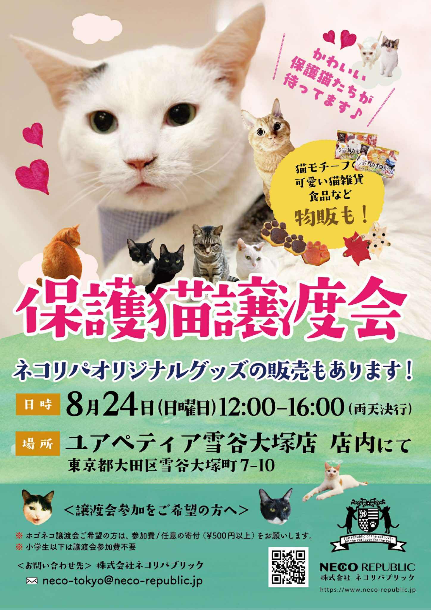 ☕猫カフェでは出会えない！東京シェルターの保護猫が参加🐾 | ネコリ