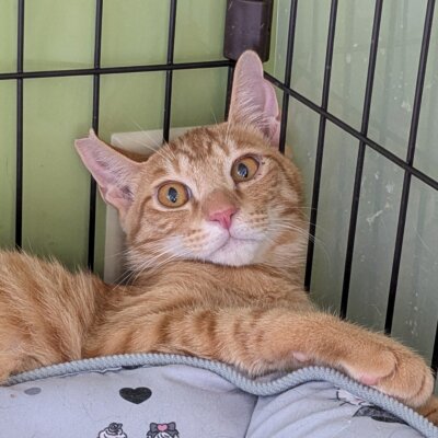 西村たかし【預かりさん宅】