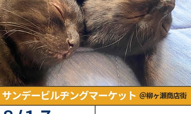 岐阜・柳ヶ瀬の夏、サンビルで保護猫を新しい家族に🐾あなたの暮らしを変える保護猫譲渡会🐈