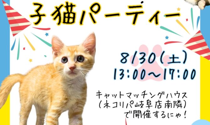予約限定✨子猫だけの特別な保護猫譲渡会『子猫パーティー』🐈✨岐阜市キャットマッチングハウス