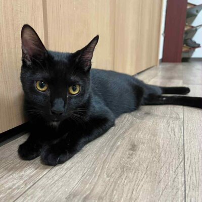 カツオ【大阪TNTA部】➡ノア
