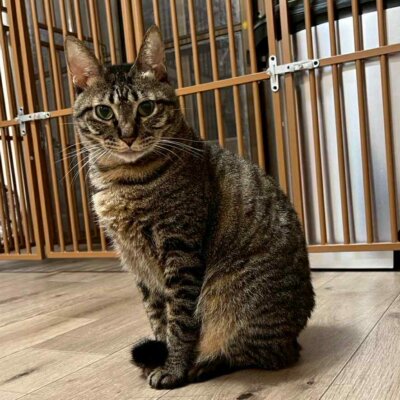 サザエ【大阪TNTA部】