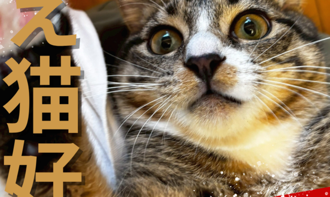 集え猫好き！個性爆発・保護猫たちの大乱舞✨保護猫譲渡会＠岐阜オアシスパーク