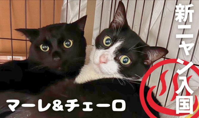 【大阪ねこ浴場】🔰新ニャン登場🐾チェーロ🌤️マーレ🌊