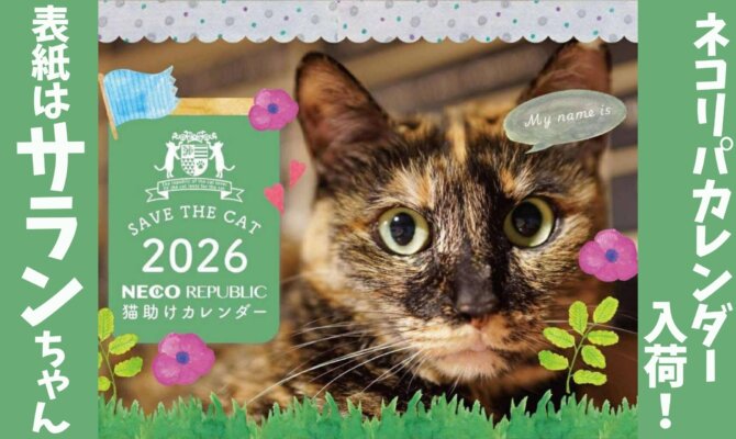 【大阪ねこ浴場】ネコリパカレンダー入荷❗️今回の表紙はなんと…サランちゃん🧡