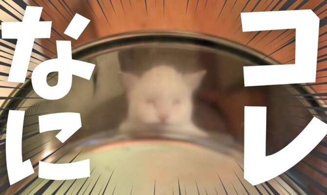 【大阪ねこ浴場】\\なんだコレは…//