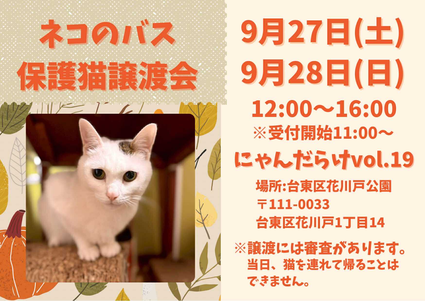 東京・浅草「にゃんだらけvol.19」にネコのバスがやってる☆ | ネコリ