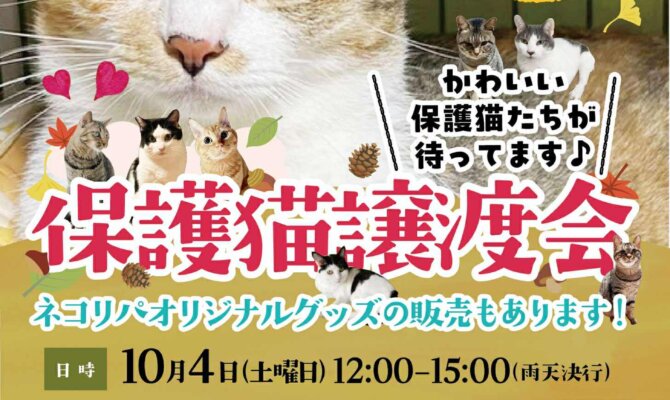 モデルルーム×保護猫譲渡会？！