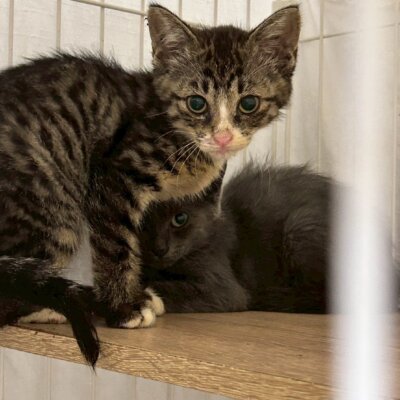 摎（きょう）【ちびびの森シェルター】