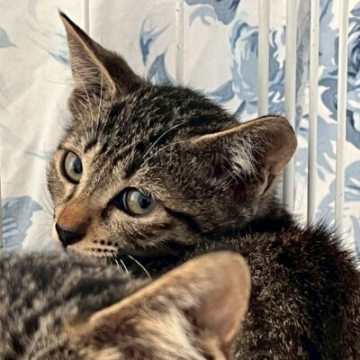 媧燐（かりん）【ちびびの森シェルター】