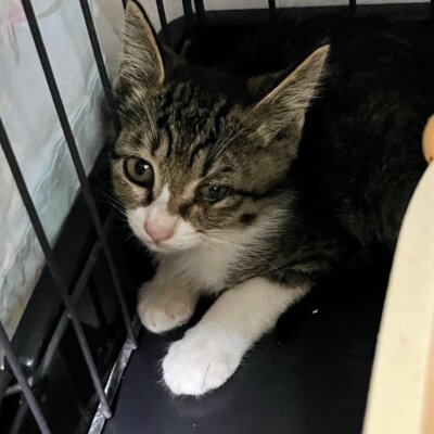 野口笑子【ちびびの森シェルター】